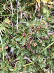 Rhododendron hirsutum