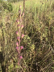 Liatris ligulistylis