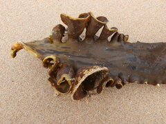 Saccorhiza polyschides