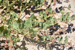 Mirabilis