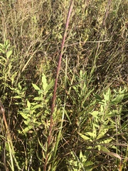 Liatris ligulistylis