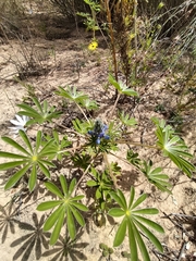 Lupinus cosentinii