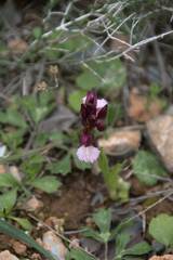 Anacamptis papilionacea