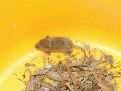 Rattus