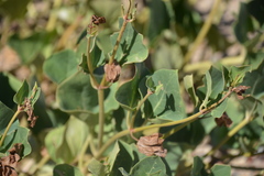 Mirabilis