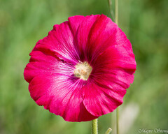 Alcea rosea
