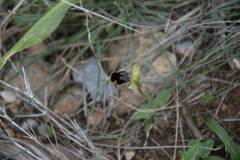 Ophrys