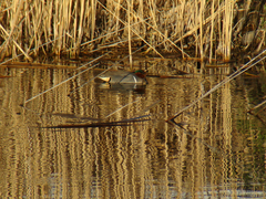 Anas crecca carolinensis