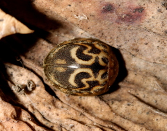 Afrocleta undulata