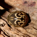 Afrocleta undulata - Photo (c) Cecile Roux, alguns direitos reservados (CC BY-NC), uploaded by Cecile Roux