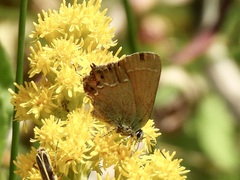 Callophrys gryneus