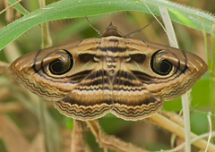 Spirama helicina