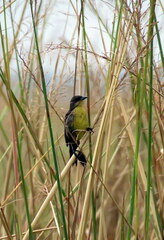 Agelasticus cyanopus