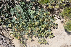 Mirabilis