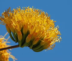 Agave chrysantha