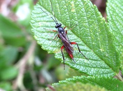 Hoplismenus bispinatorius