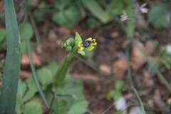 Ophrys sicula