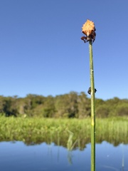 Acanthepeira