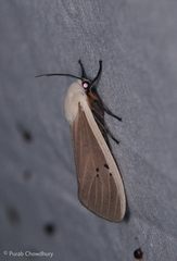 Creatonotos transiens