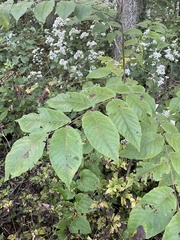 Juglans cinerea
