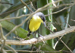 Todirostrum cinereum