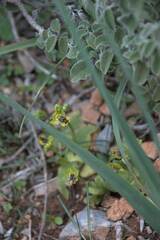 Ophrys sicula