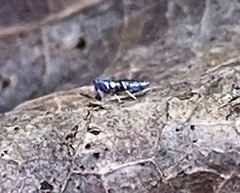 Lepidocyrtus paradoxus