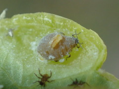Aphidoletes