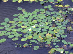 Hydrocleys nymphoides