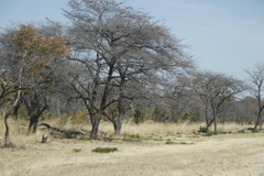 Combretum
