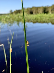 Acanthepeira