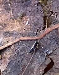 Lepidocyrtus paradoxus