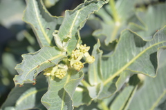 Asclepias erosa