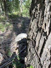 Pleurotus populinus