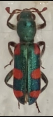 Trichodes graecus