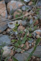 Ophrys sicula