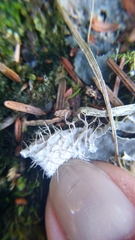 Peltigera membranacea