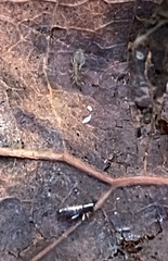 Lepidocyrtus paradoxus