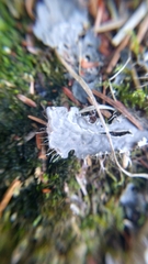 Peltigera membranacea