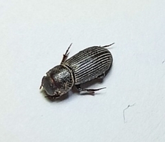 Ataenius horticola