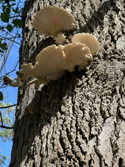 Pleurotus populinus