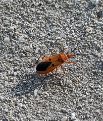 Pyrrhocoridae