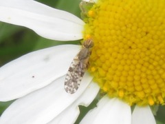 Dioxyna bidentis
