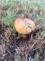 Boletus subvelutipes