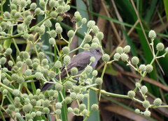 Serpophaga nigricans