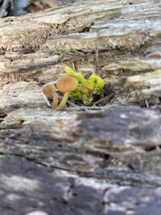 Flammulaster erinaceellus