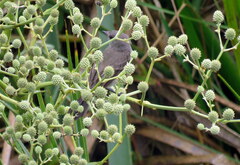 Serpophaga nigricans