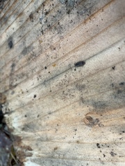 Entomobrya unostrigata