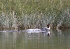 Mergus merganser americanus