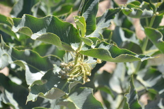 Asclepias erosa